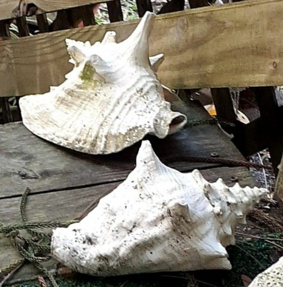 Meet your Posher, Lynne - Picture 1 of 1